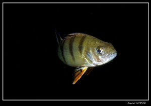 another pearch :-D by Daniel Strub 